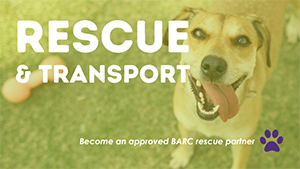 Rescue and Transport