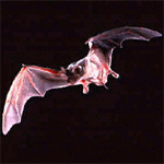 Mexican Bat
