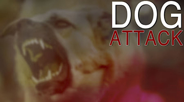 Dog Attack Graphic