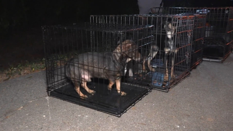 Dozens of dogs dumped near neighborhood park