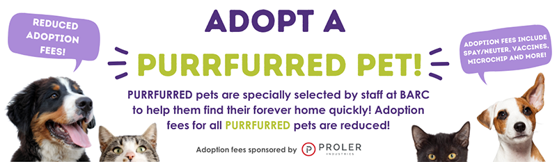 Adopt a Purrfured Pet