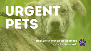 Urgent Pets