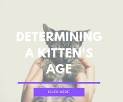 Determining a Kitten's Age