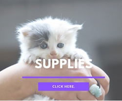 Kitten Supplies