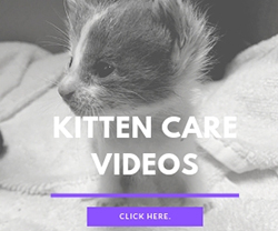 Kitten Videos