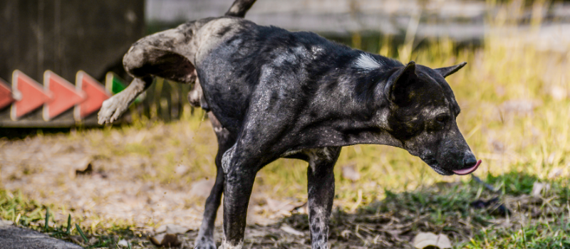 Dark Colored Dog