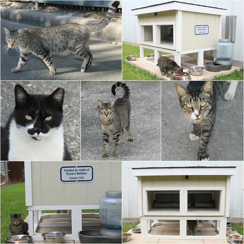 Neighborhood Cats, How to TNR