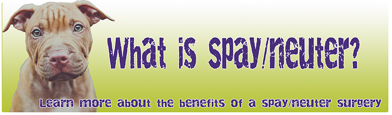 What is Spay/Neuter