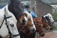 Members of the HPD Mounted Patrol